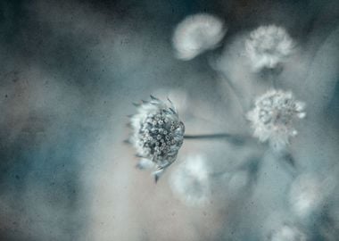 Macro flower,spring garden