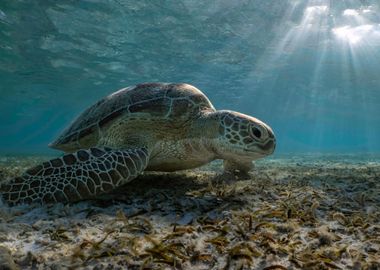 Feeding Sea Turtle 