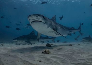 Three Tiger Sharks