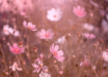 Pink country flowers