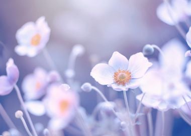 Anemone, white flowers 