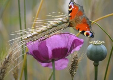 Klatschmohn Poppy