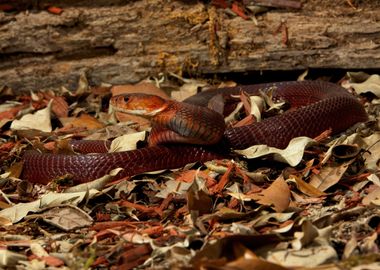  Red Spitting Cobra