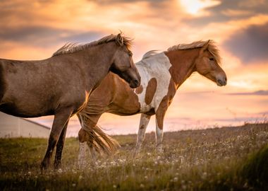 Icelandic Brown Horses