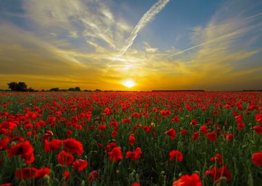 Klatschmohn Poppy