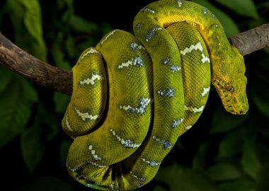 Emerald Tree Boa Closeup