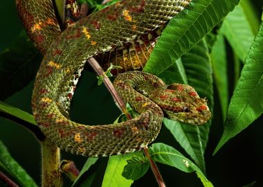 Palm Viper Ready to strike