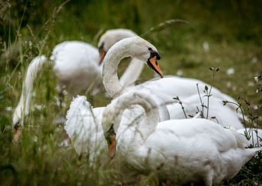 Swans in the Grass