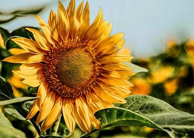 Sun Flower