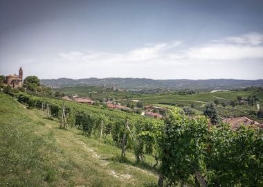 Countryside of Langhe