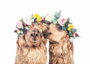 Boho Alpacas