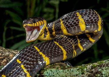 Mangrove Snake ffensive 