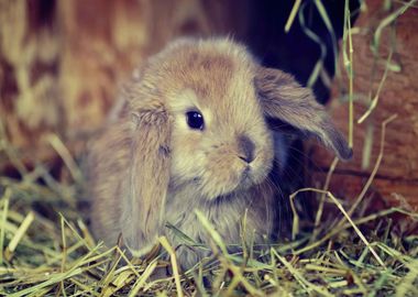 Adorable Domestic Rabbit 