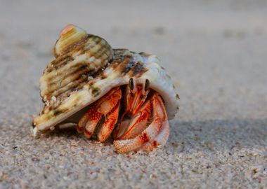 Red Hermit Crab