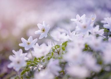 White forest anemone,macro