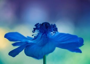 Blue Japanese anemones