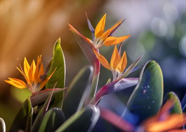 Strelitzia reginae, macro