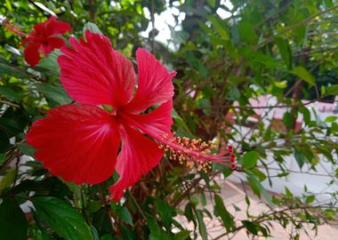  Hibiscus2