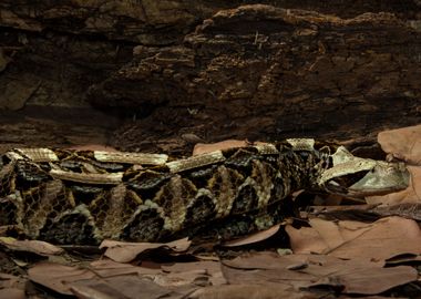 Gabon Viper Waiting