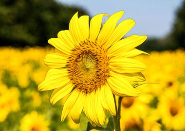 Sun Flower