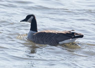 Goose in water