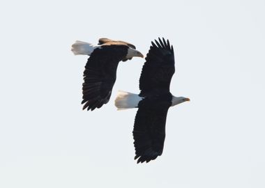 Two bald eagles in flight