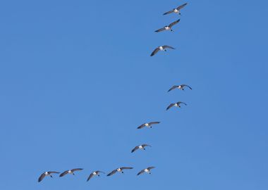 Geese in V