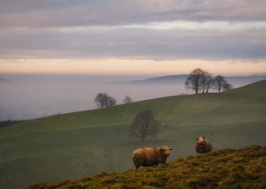 Irish sheep