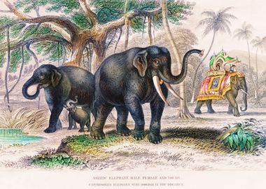 Asiatic Elephants