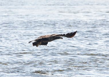 Juvenile eagle fishing