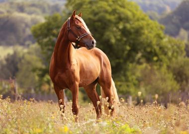 Welsh pony