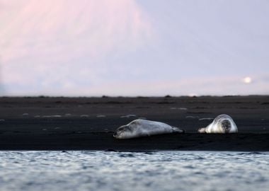 Seals on a black beach