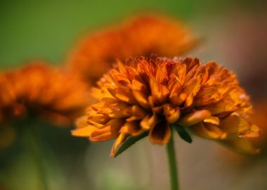 Orange flowers in garden