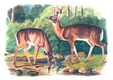 Virginian Deer 