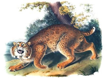 American Wild Cat