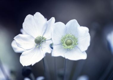 Japanese white anemones 