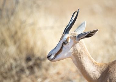 Springbok portrait