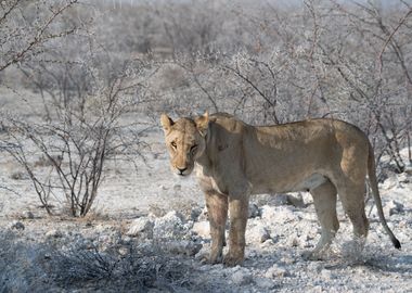 Wild lion in Namibia