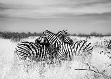 Zebras hugging