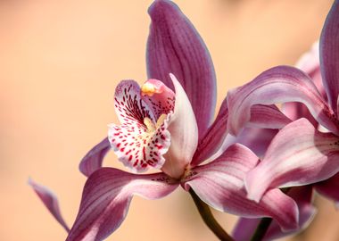 Pink Orchid Flower