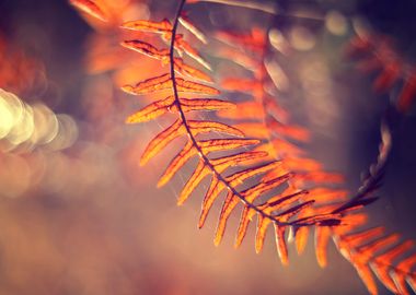 Macro autumn fern leaves