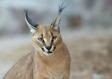 Caracal portrait