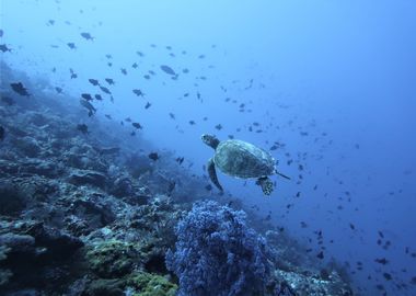 Turtle Reef