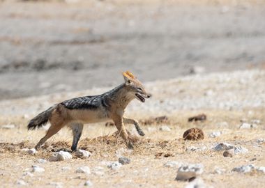 Black backed jackal