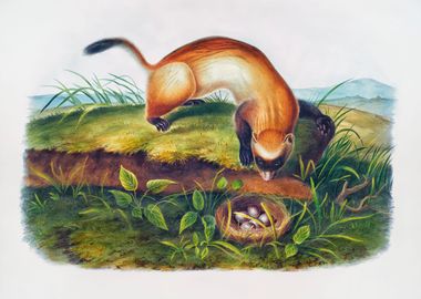 Black Footed Ferret