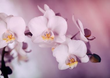 Pink blooming orchid