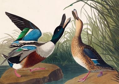 Shoveler Duck 