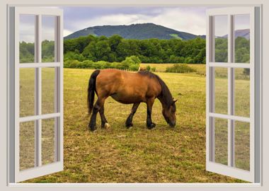 Window view horse animal