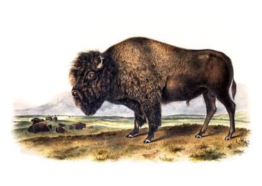 American Bison