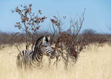 Zebra portrait in Etosha